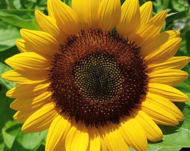 flower 26