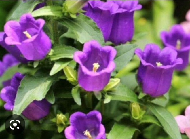 flower 35